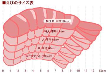 サイズ